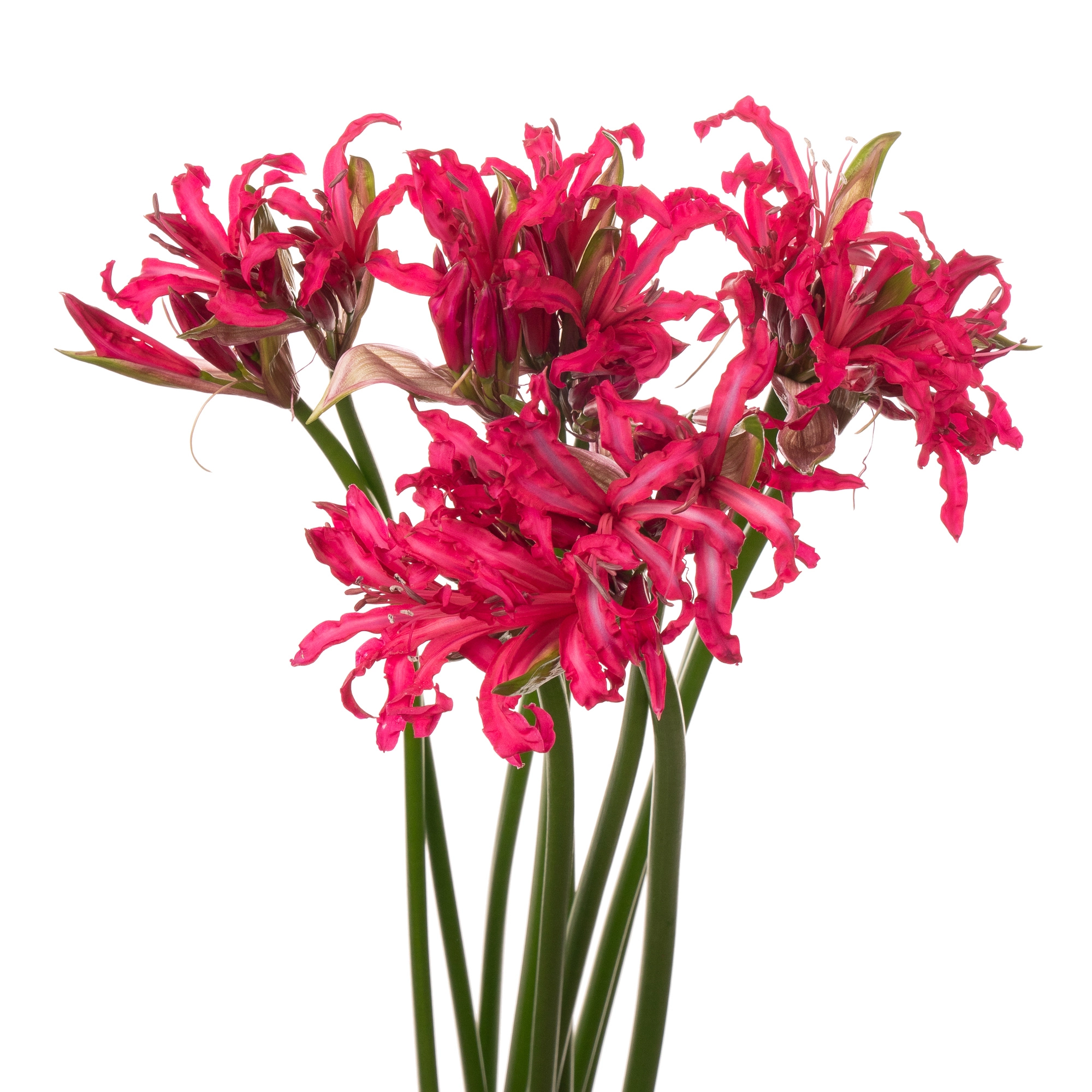 Nerine mr john