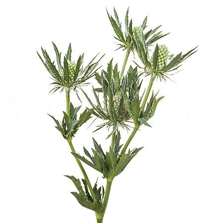 Eryngium sirius questar