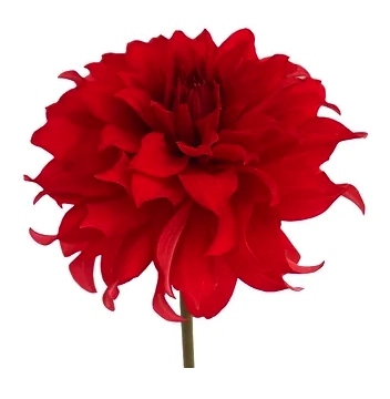 Dahlia hybrid garnet