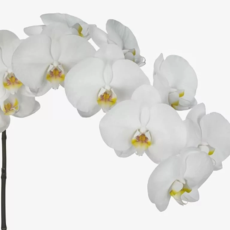 Phalaenopsis kobe