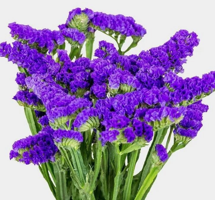 Statice dark purple