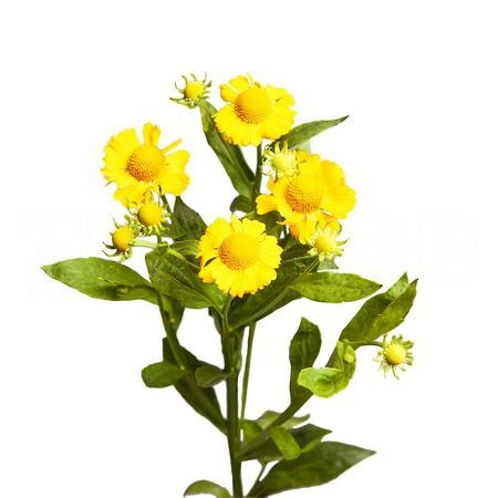 Helenium yellow