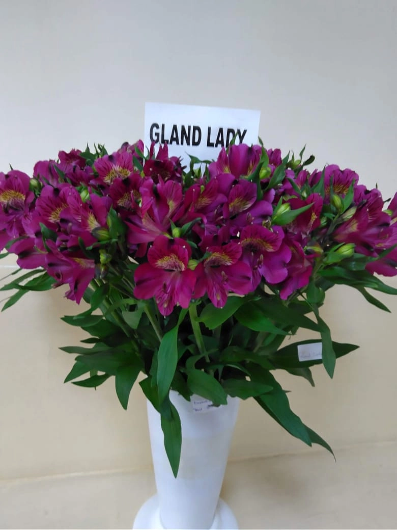 Alstroemeria grand lady