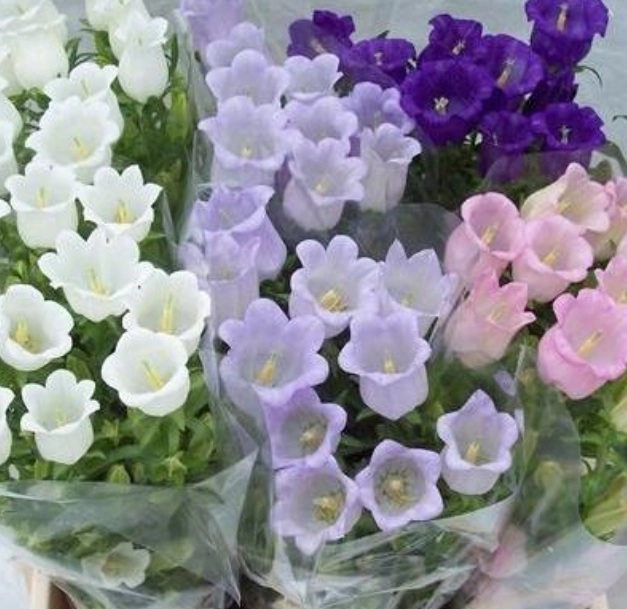 Campanula medium mix