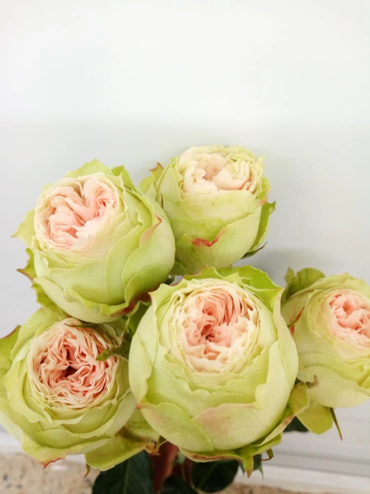 Rose spray pavlova | Wholesale flowers, plants and supplies Rose spray pavlova