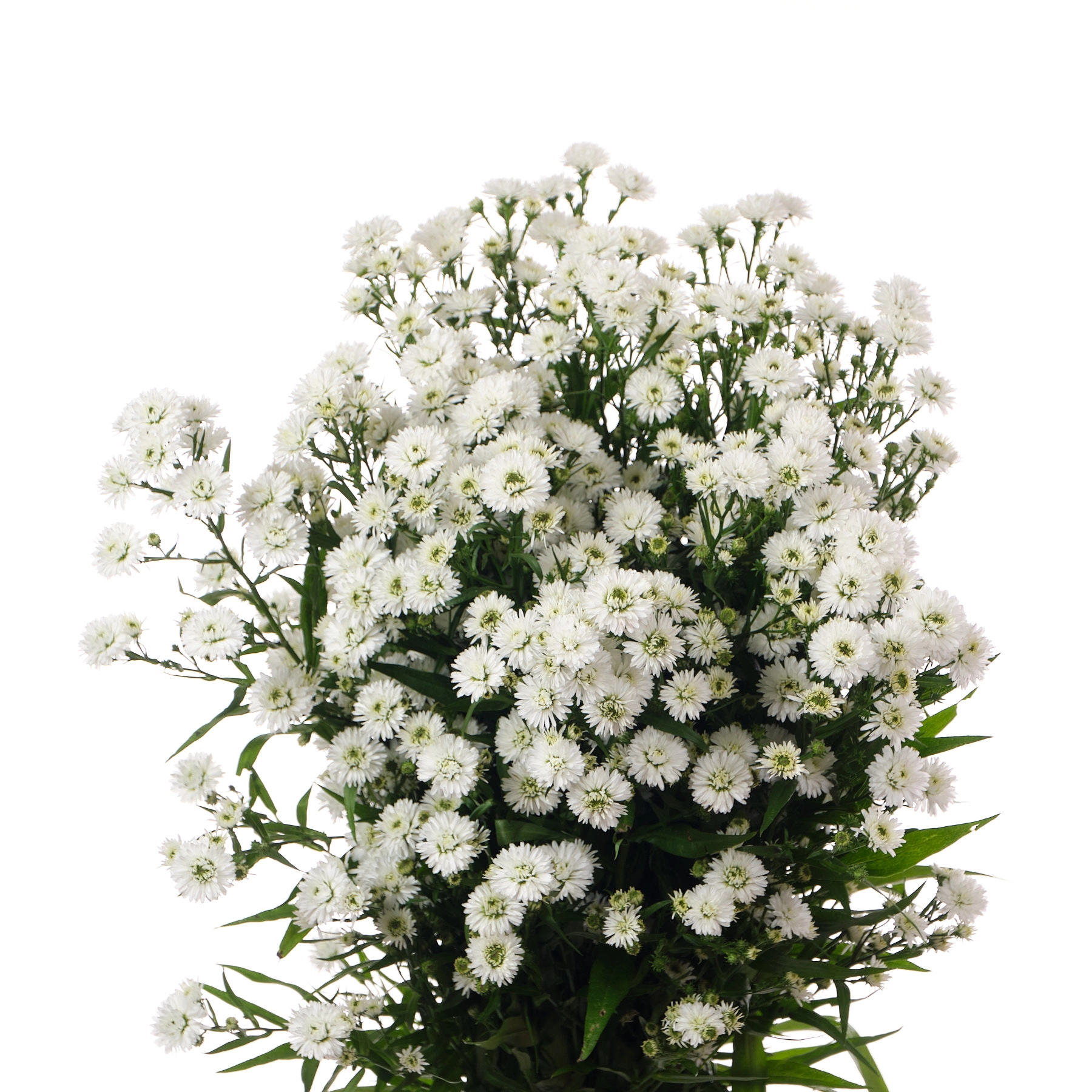 Aster pretty wendy | Wholesale flowers, plants and supplies Aster pretty wendy