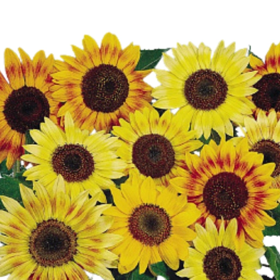 Helianthus mix