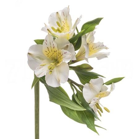 Alstroemeria white