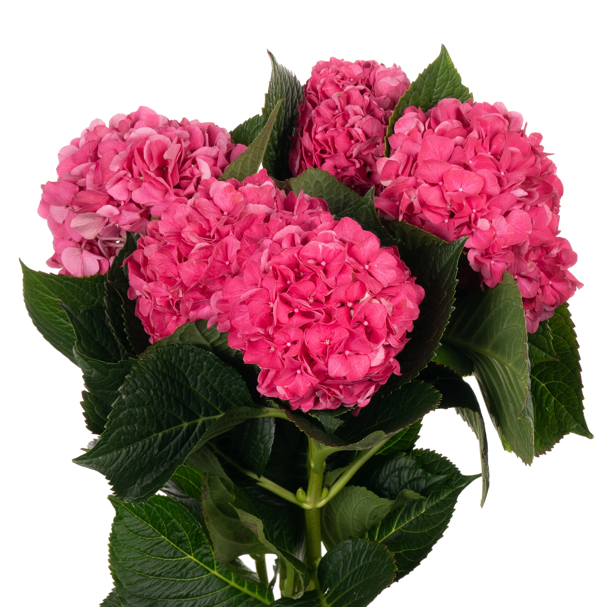 Hydrangea glowing alps