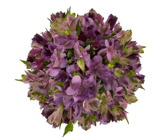 Alstroemeria light purple