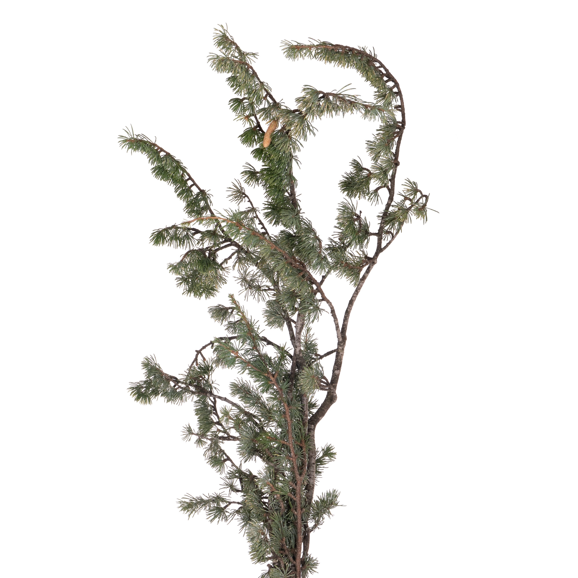Branch Cedar