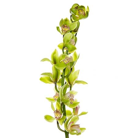 Cymbidium green | Wholesale flowers, plants and supplies Cymbidium green
