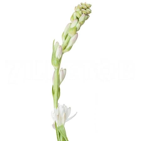 Polianthes tuberosa | Wholesale flowers, plants and supplies Polianthes tuberosa