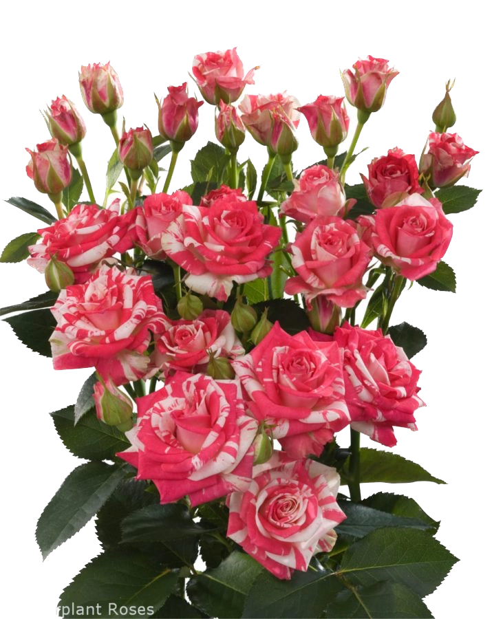 Rose spray fireworks | Wholesale flowers, plants and supplies Rose spray fireworks