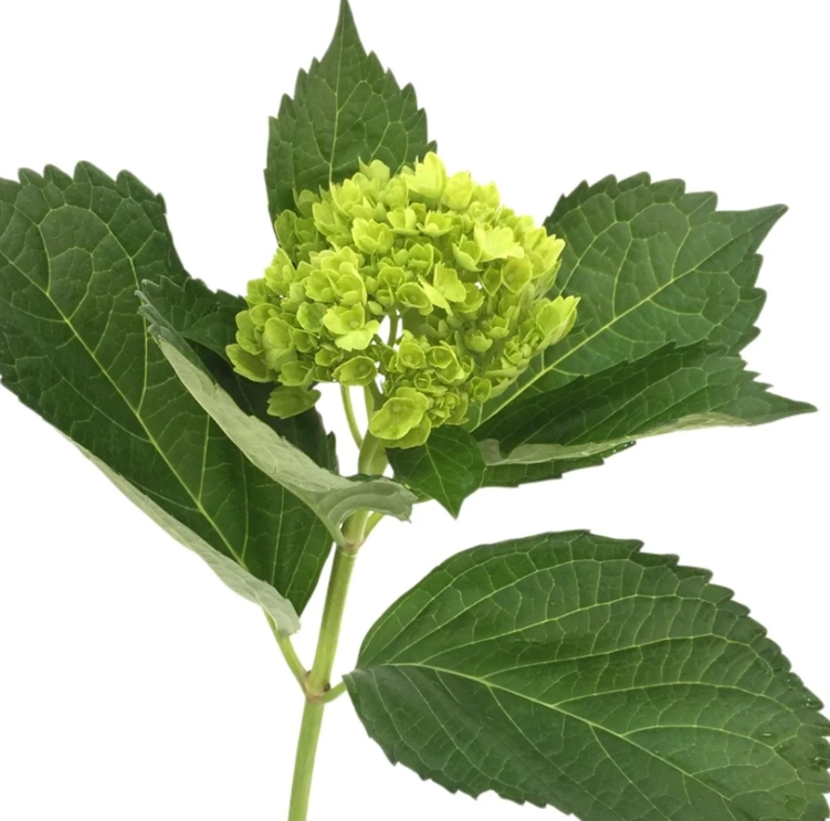Hydrangea mini green