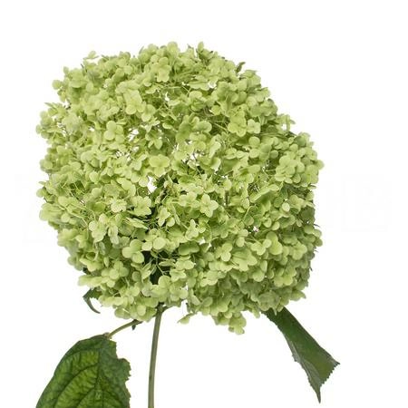 Hydrangea annabelle classic green