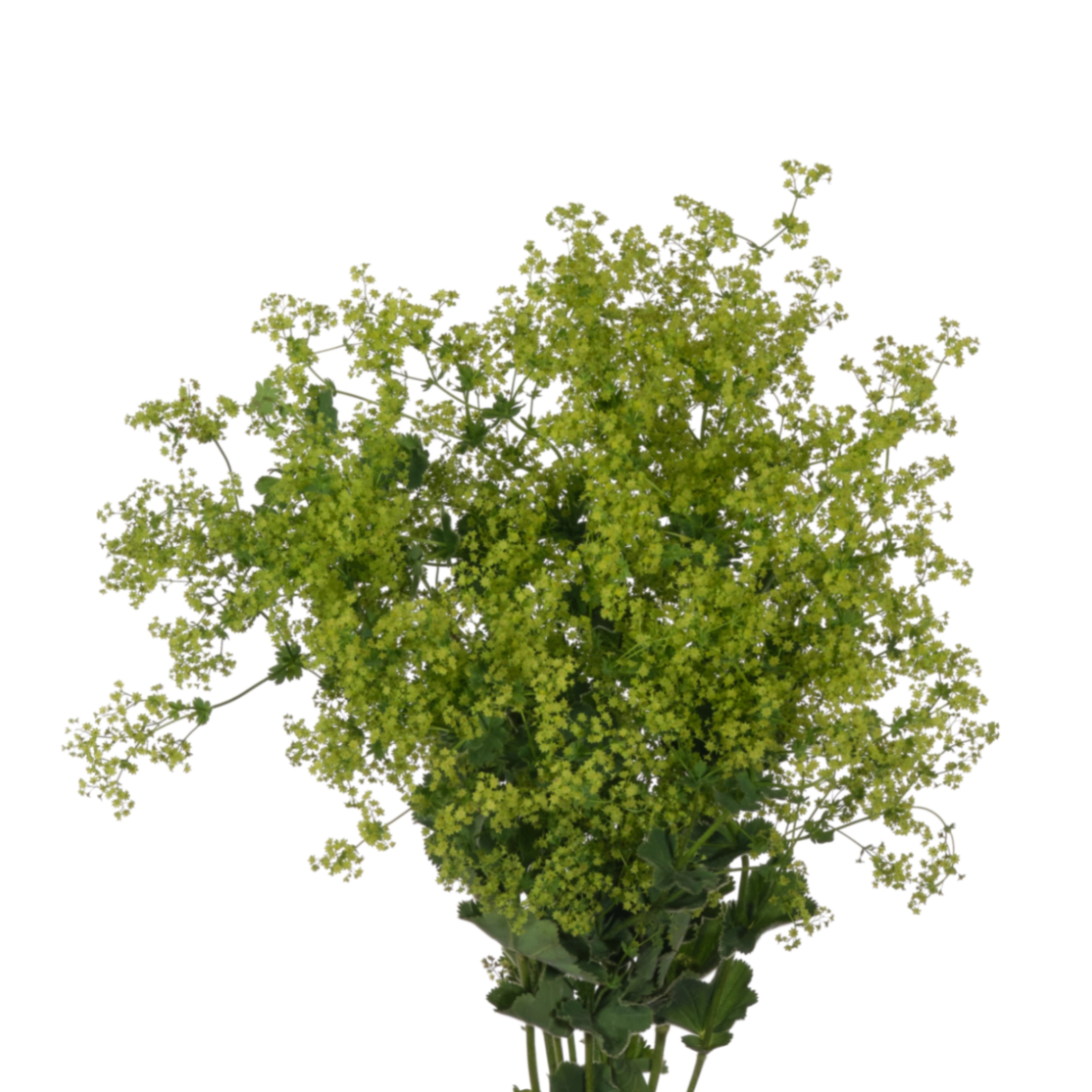 Alchemilla mollis robustica | Wholesale flowers, plants and supplies Alchemilla mollis robustica