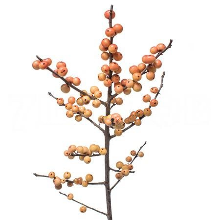 Ilex julia
