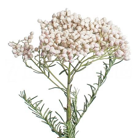 Ozothamnus victoria white