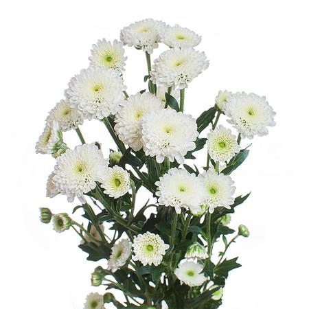 Chrysanthemum santini calimero white