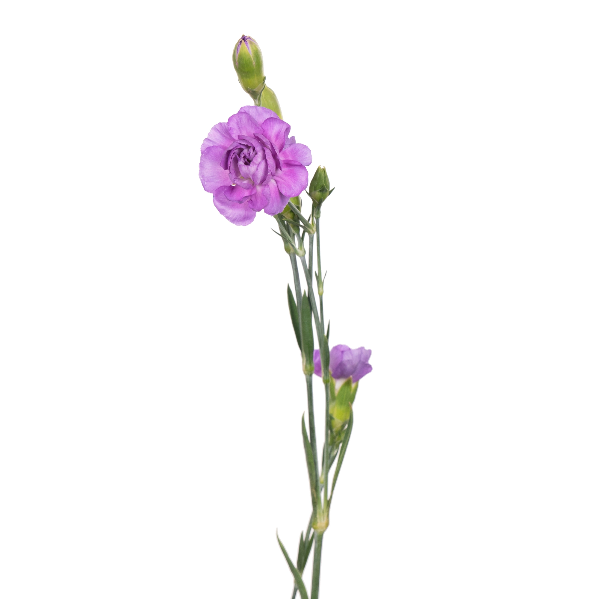 Carnation spray moonberry