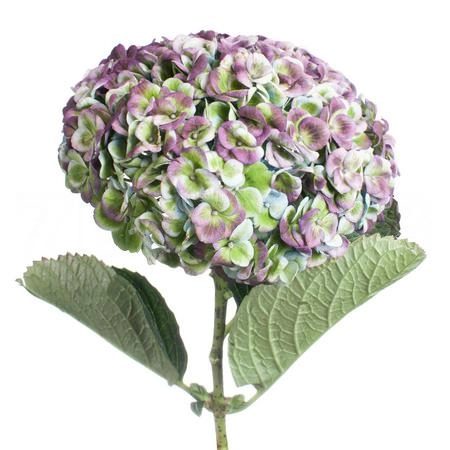 Hydrangea magical revolution classic