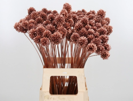 Allium sphaerocephalon dyed copper