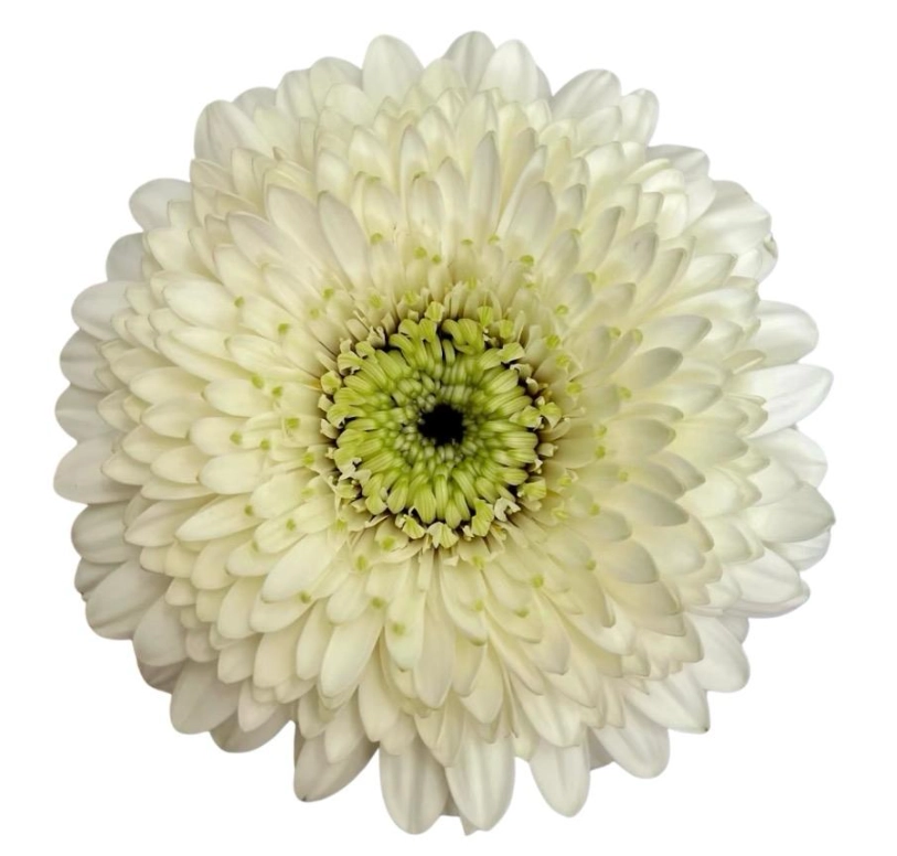 Gerbera bolero monamona