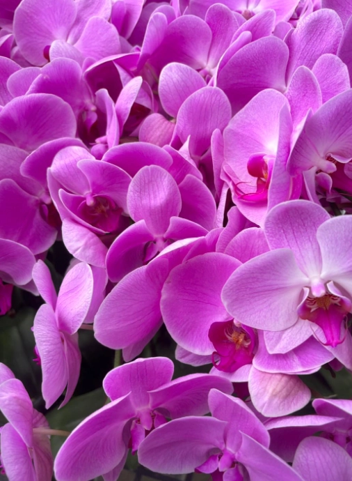 Phalaenopsis u89