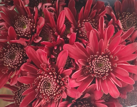 Chrysanthemum spray xperience