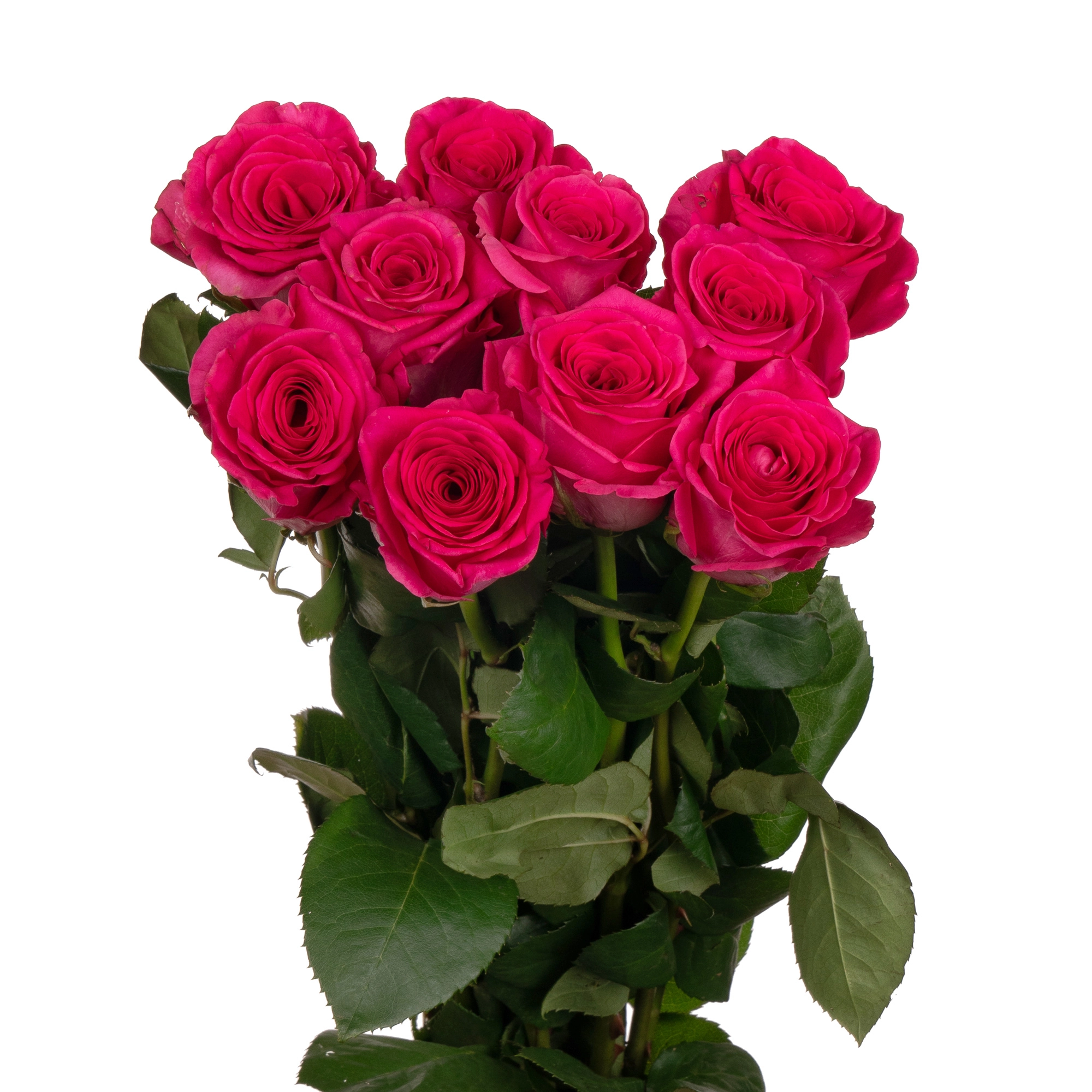 Rose pink floyd | Wholesale flowers, plants and supplies Rose pink floyd
