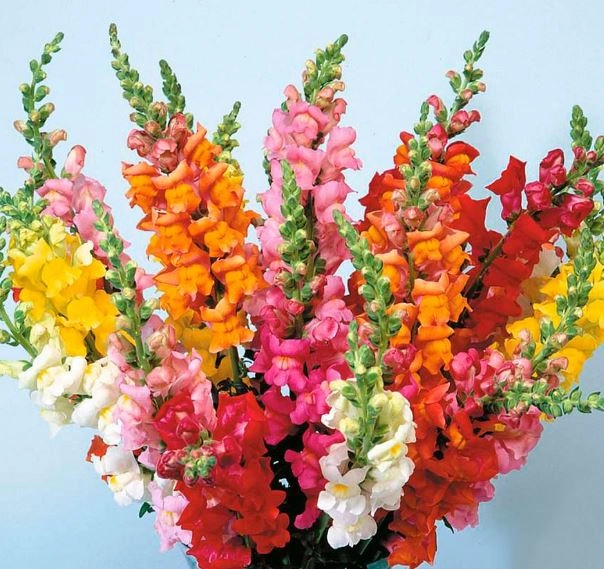 Antirrhinum mix