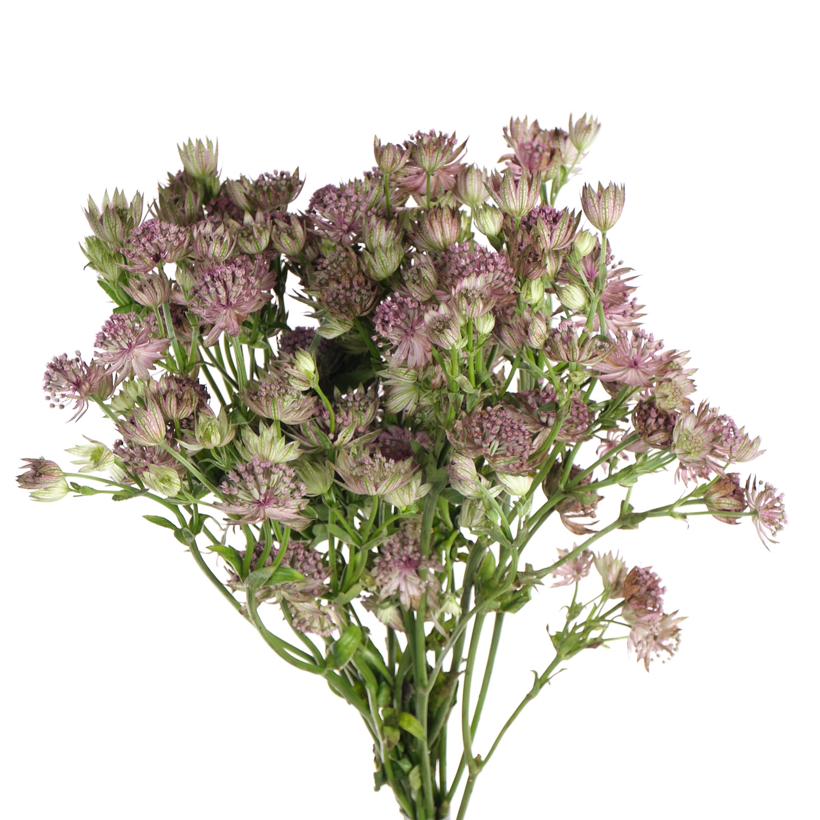 Astrantia pink sensation