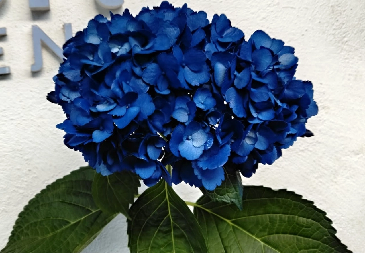 Hydrangea premium dark blue