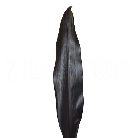 Blad Cordyline black ti