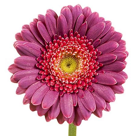 Gerbera mini bizar