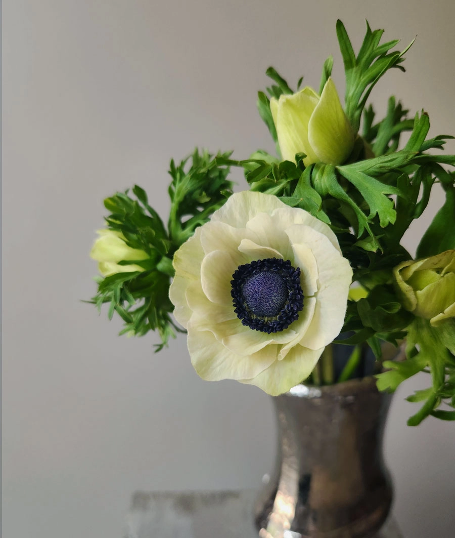 Anemones | Wholesale flowers, plants and supplies Anemones