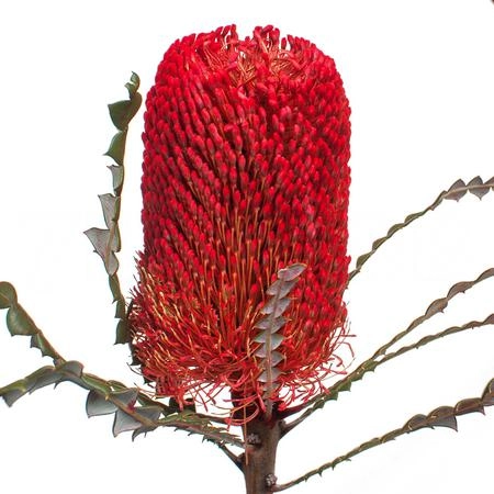 Banksia tinted hookeriana red