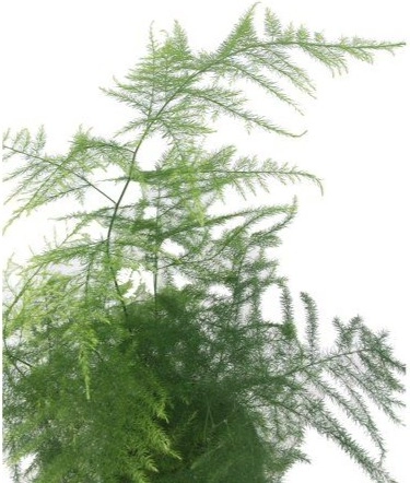 Blad Asparagus setaceus green