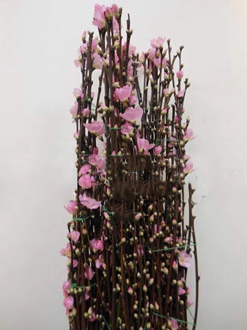 Branch Prunus Persica long