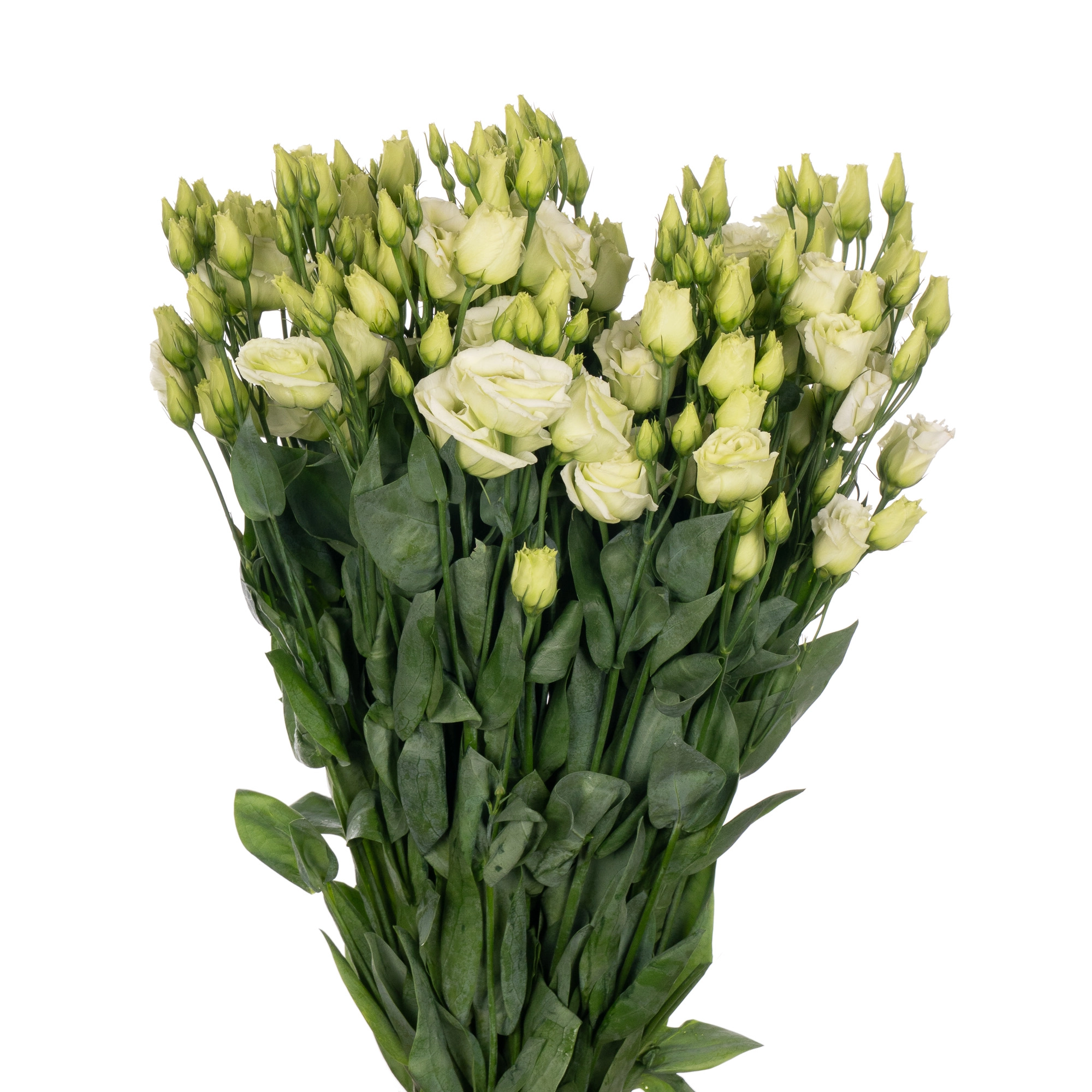 Eustoma double rosita green