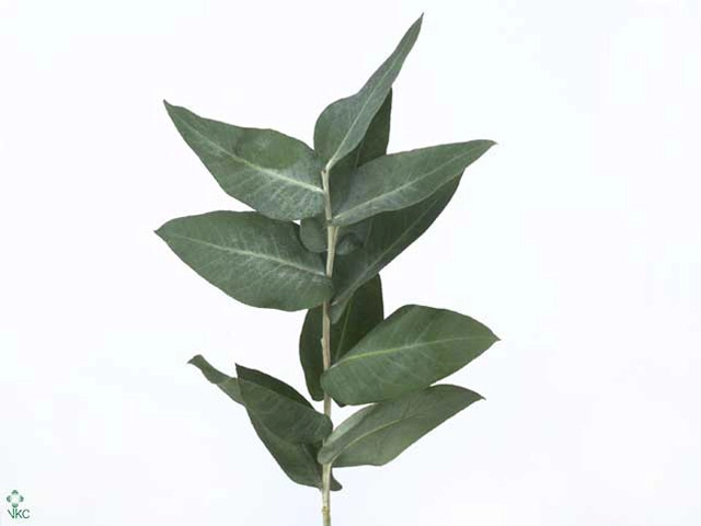 Blad Eucalyptus robusta giant