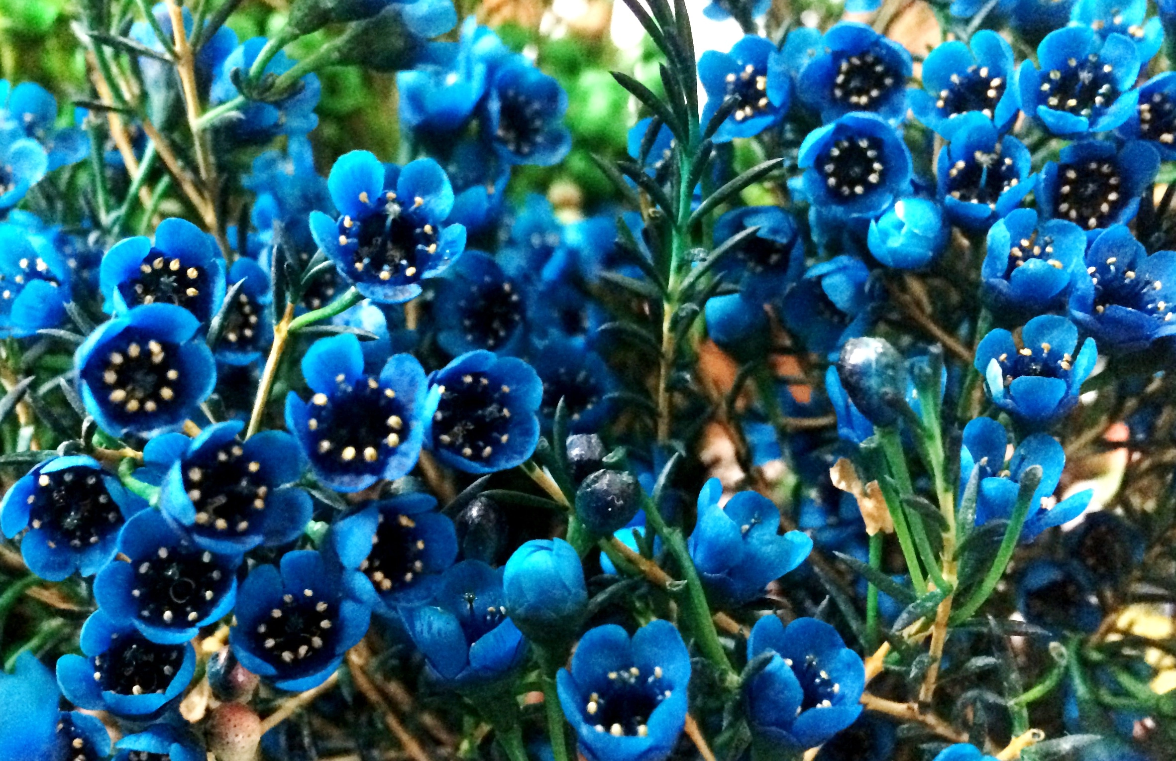 Chamelaucium tinted blue