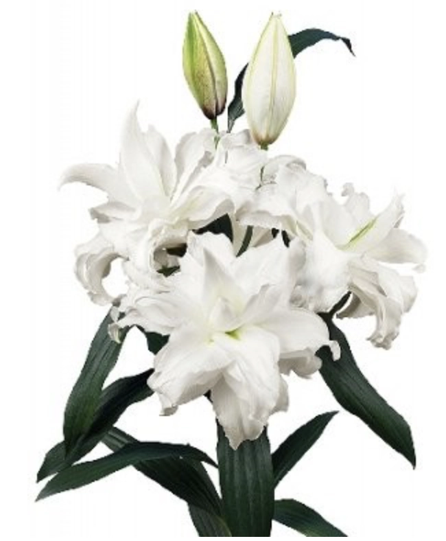 Lilium oriental roselily ramona