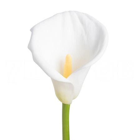 Zantedeschia aethiopica innocence
