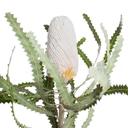 Banksia prionotes