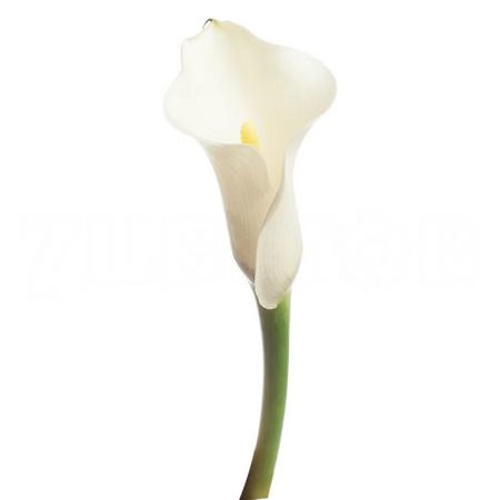 Zantedeschia aspen