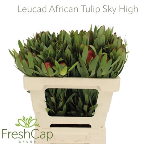 Leucadendron african sky | Wholesale flowers, plants and supplies Leucadendron african sky