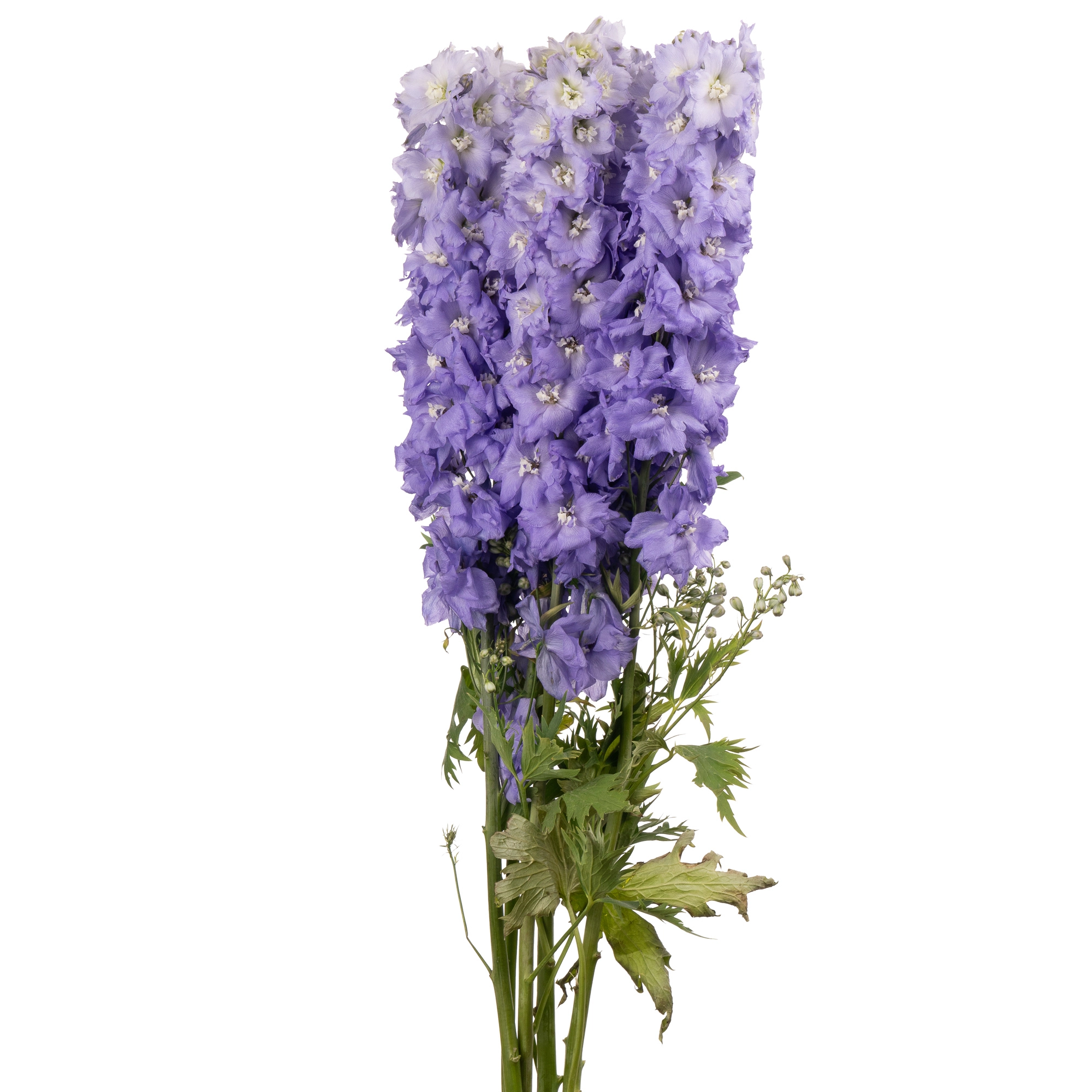Delphinium double dewi impressive | Wholesale flowers, plants and supplies Delphinium double dewi impressive