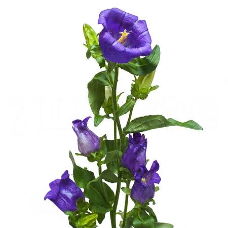 Campanula blue